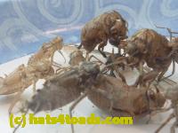 /home//u458753944/public_html/sourcegallery//////////////Insects and small critters/silliness/P1050009.JPG